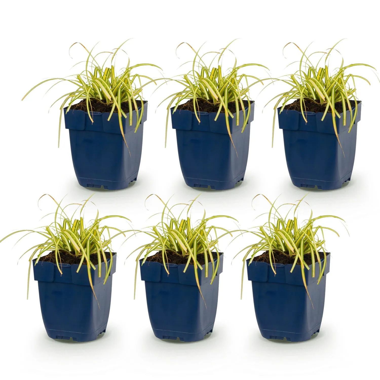 Plant and Stories Carex Evergold graminée pot 11 cm panaché