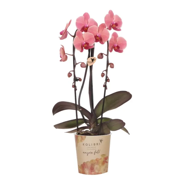 PLANT AND STORIES Phalaenopsis Narbonne orchidée pot 12 cm rose saumon