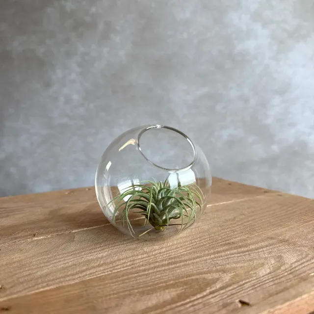 Airplantshop boule verre 8 cm terrarium Tillandsia ionantha