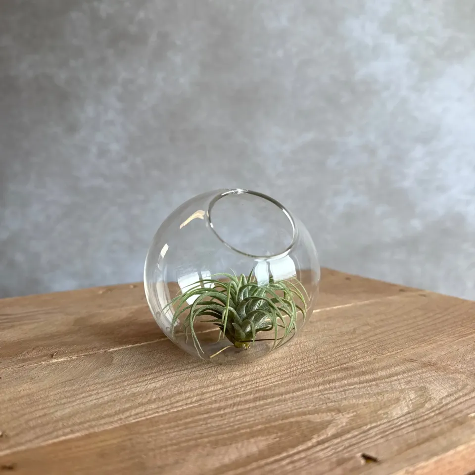 Airplantshop boule verre 8 cm terrarium Tillandsia ionantha