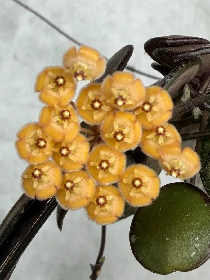 Plant and Stories Mini Coin hoya pot 8 cm feuilles rondes