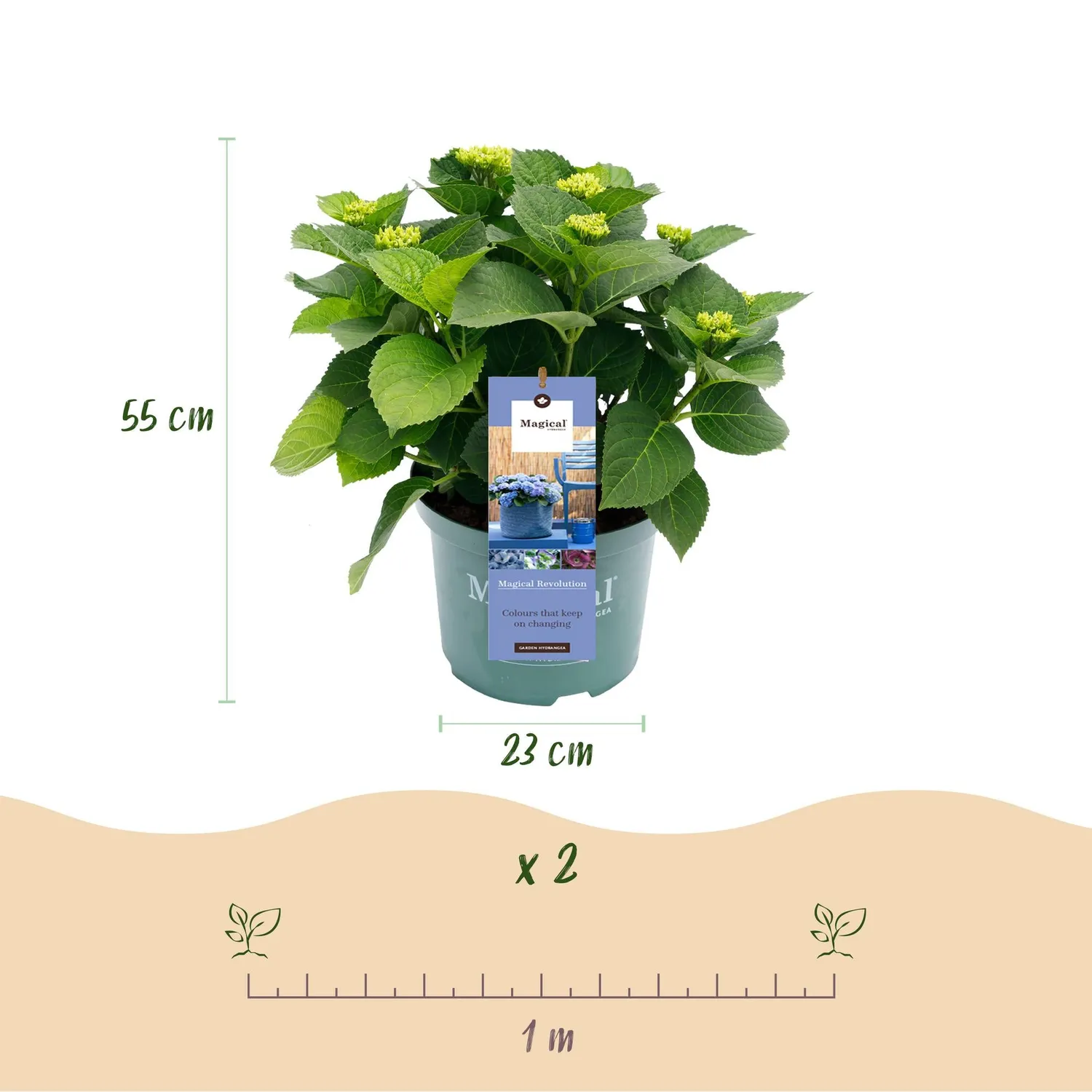 Plant and Stories Hortensia Magical Revolution arbuste pot 23 cm bleu