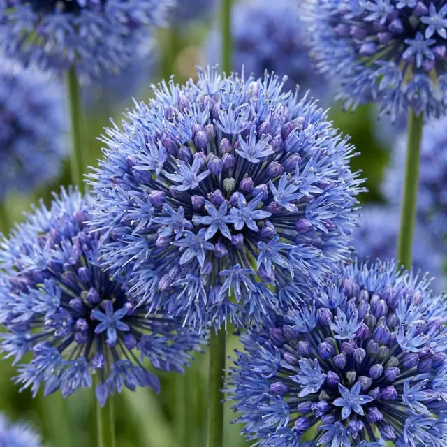 Plant and Stories Allium Caeruleum ail ornement 80 bulbes