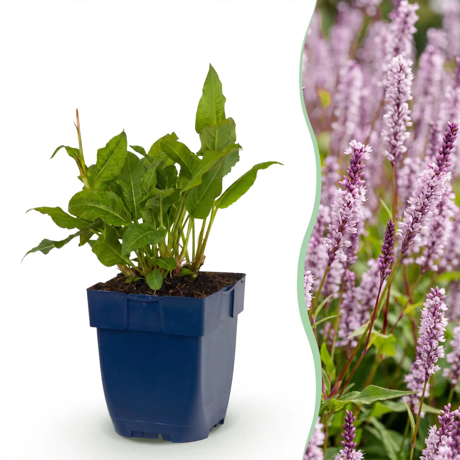 Plant and Stories Rosea renouée vivace 1 plant ombre