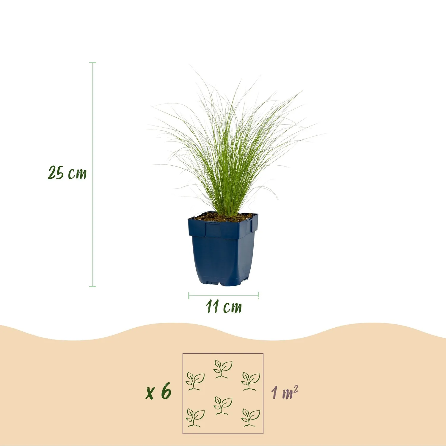Plant and Stories Ponytails cheveux d'ange graminée 1 plant plein soleil