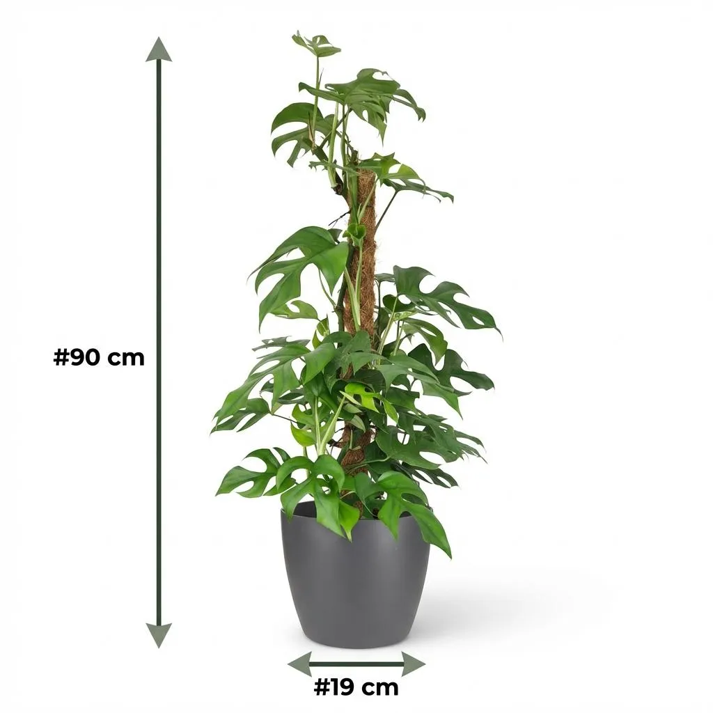 Plant and Stories Monstera Minima plante 90cm sans cache-pot