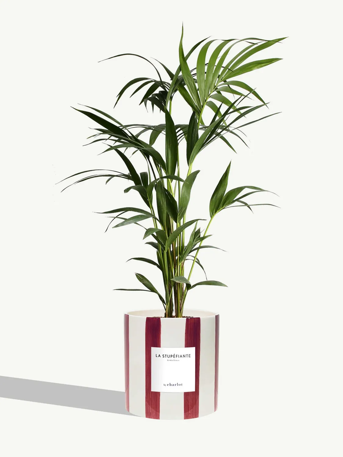 By Charlot La Stupéfiante kentia palmier 67-77 cm pot 18 cm