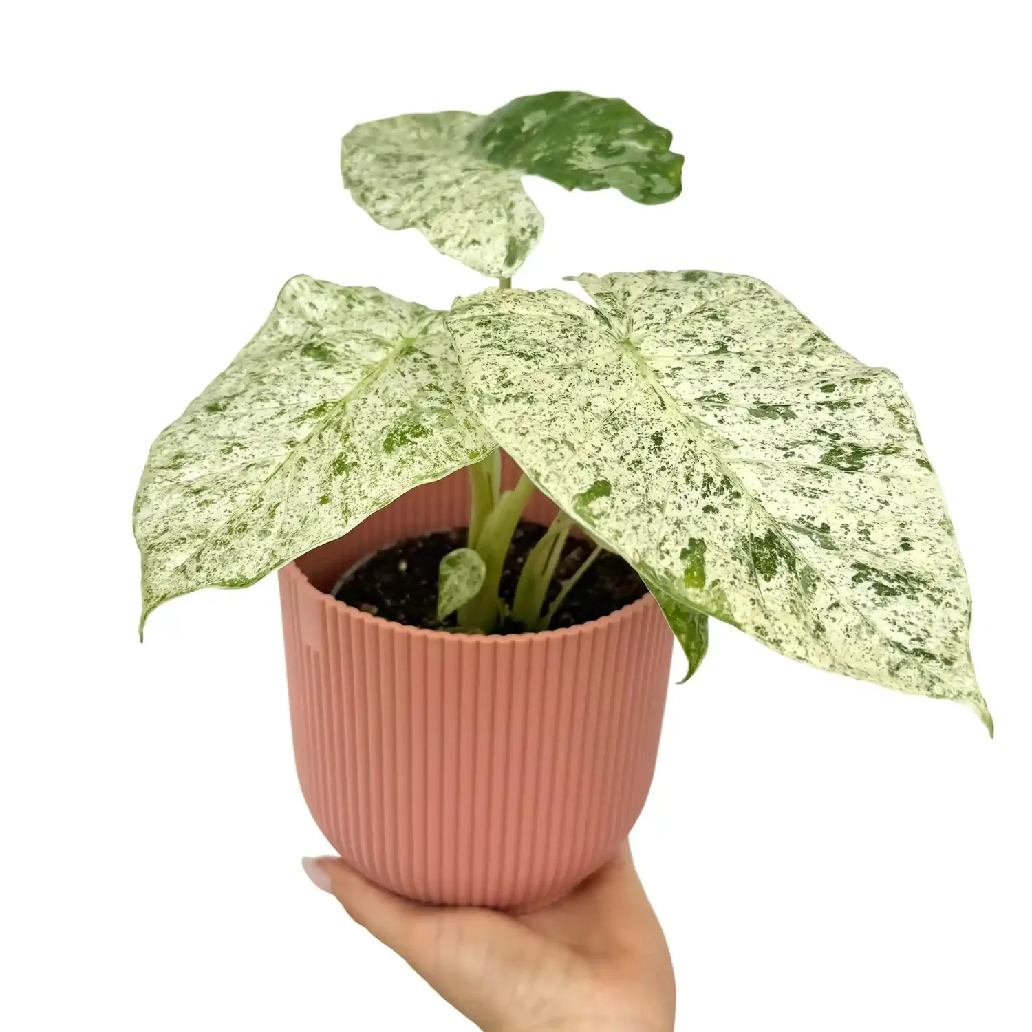 Plant and Stories Alocasia Odora Batik Variegata panachée pot 12 cm