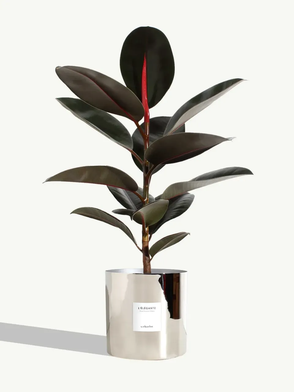 By Charlot L'Élégante plante XXL pot métal argent