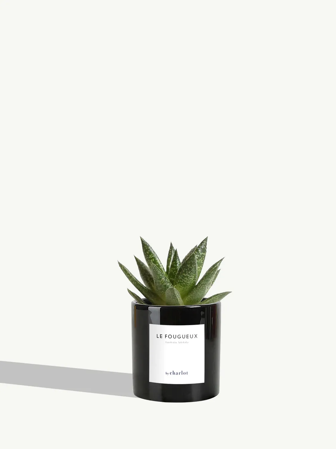 By Charlot Le Fougueux mini plante XS succulente