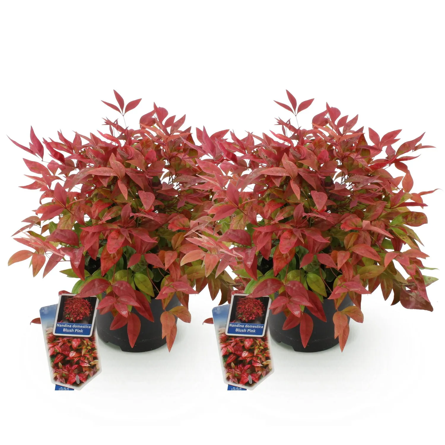 Plant and Stories Blush Pink bambou sacré pot 17 cm 1 plant