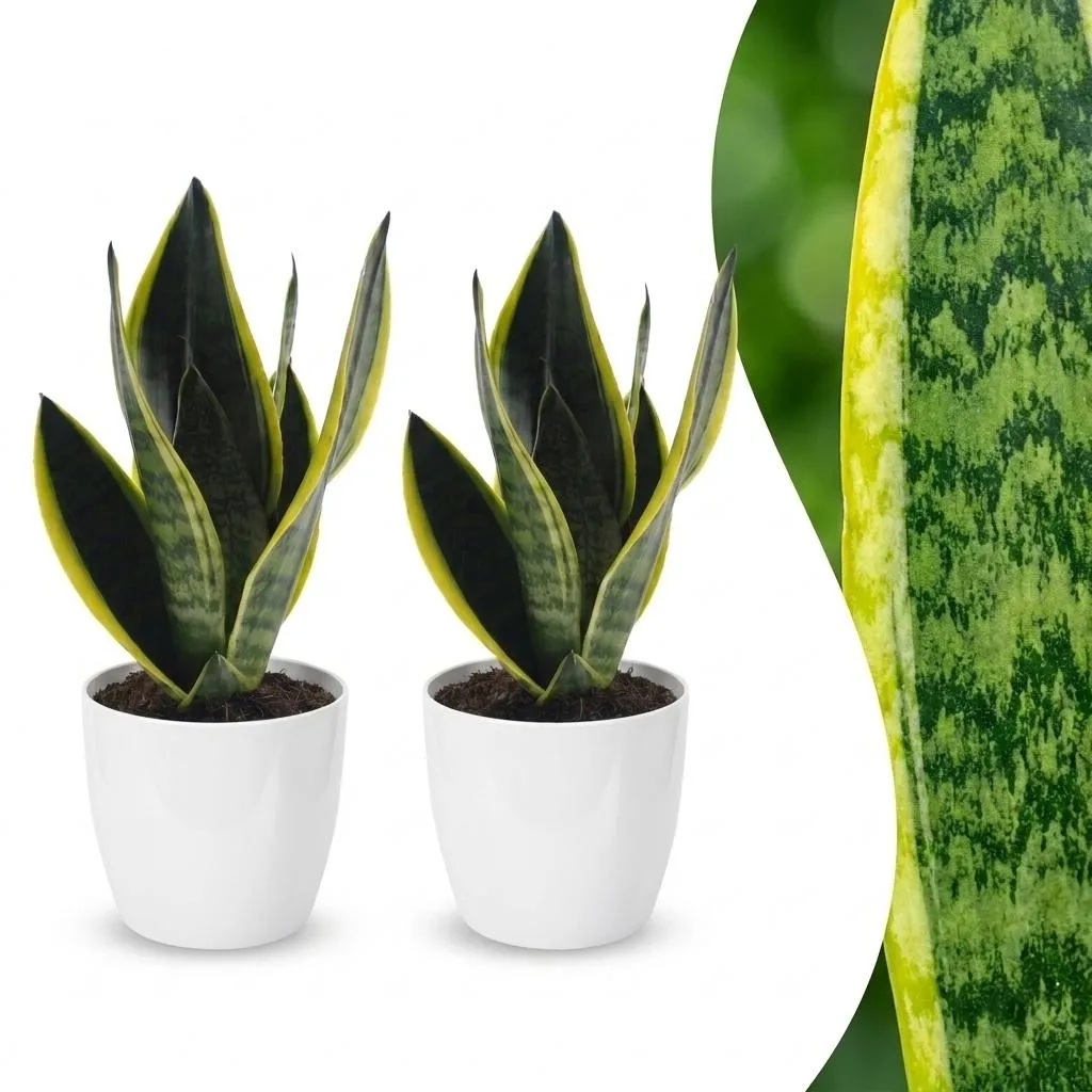 Plant and Stories Sansevieria Futura Superba langue belle-mère pot 12 cm