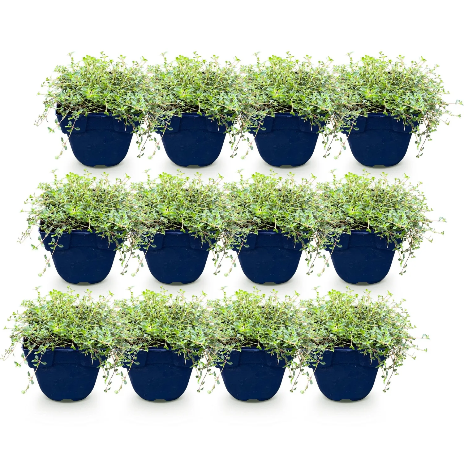 Plant and Stories Thym tricolore aromatique lot 6 pot 11 cm vivace