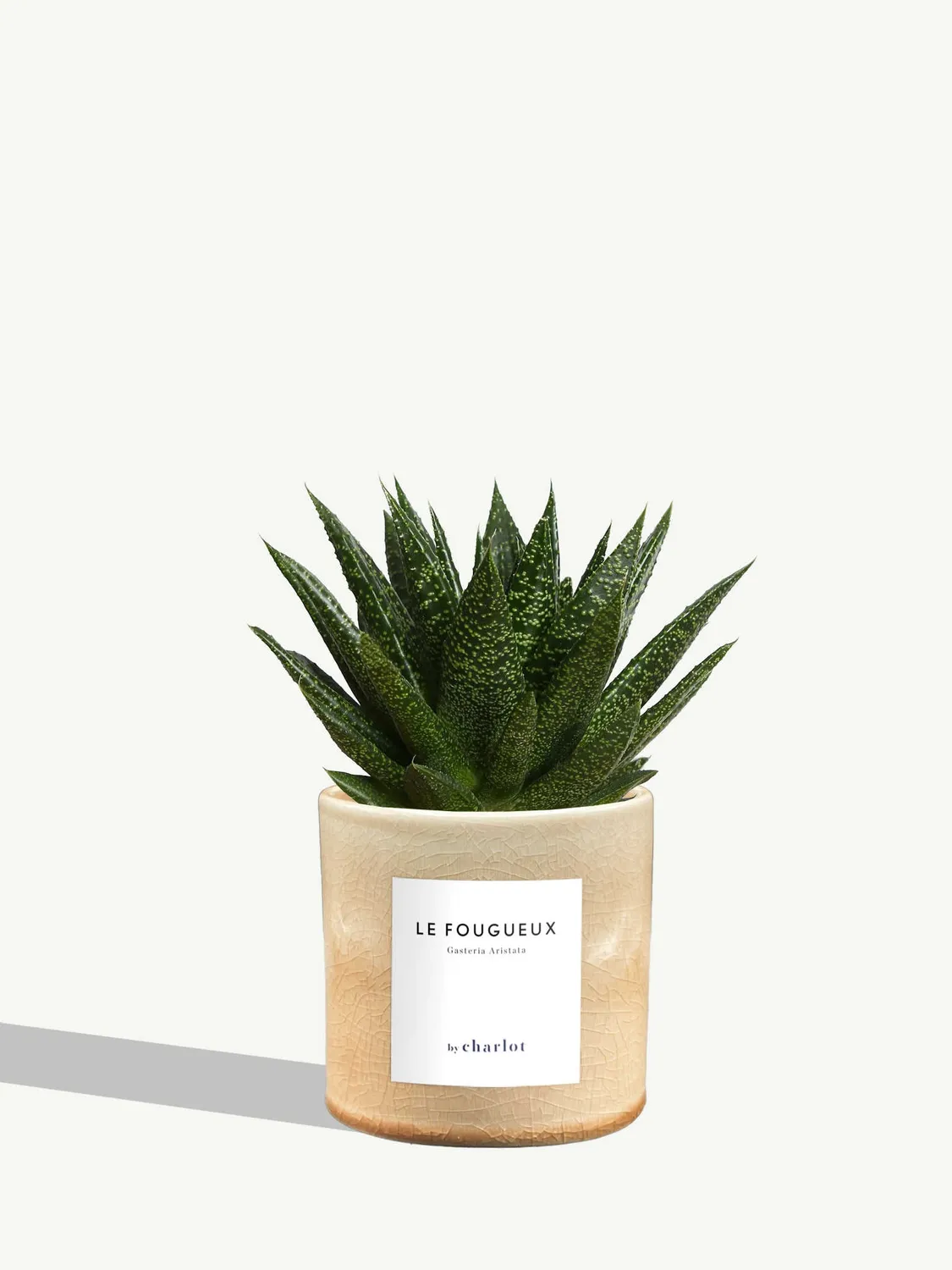 By Charlot Le Fougueux succulente Gasteria 8-10 cm pot S