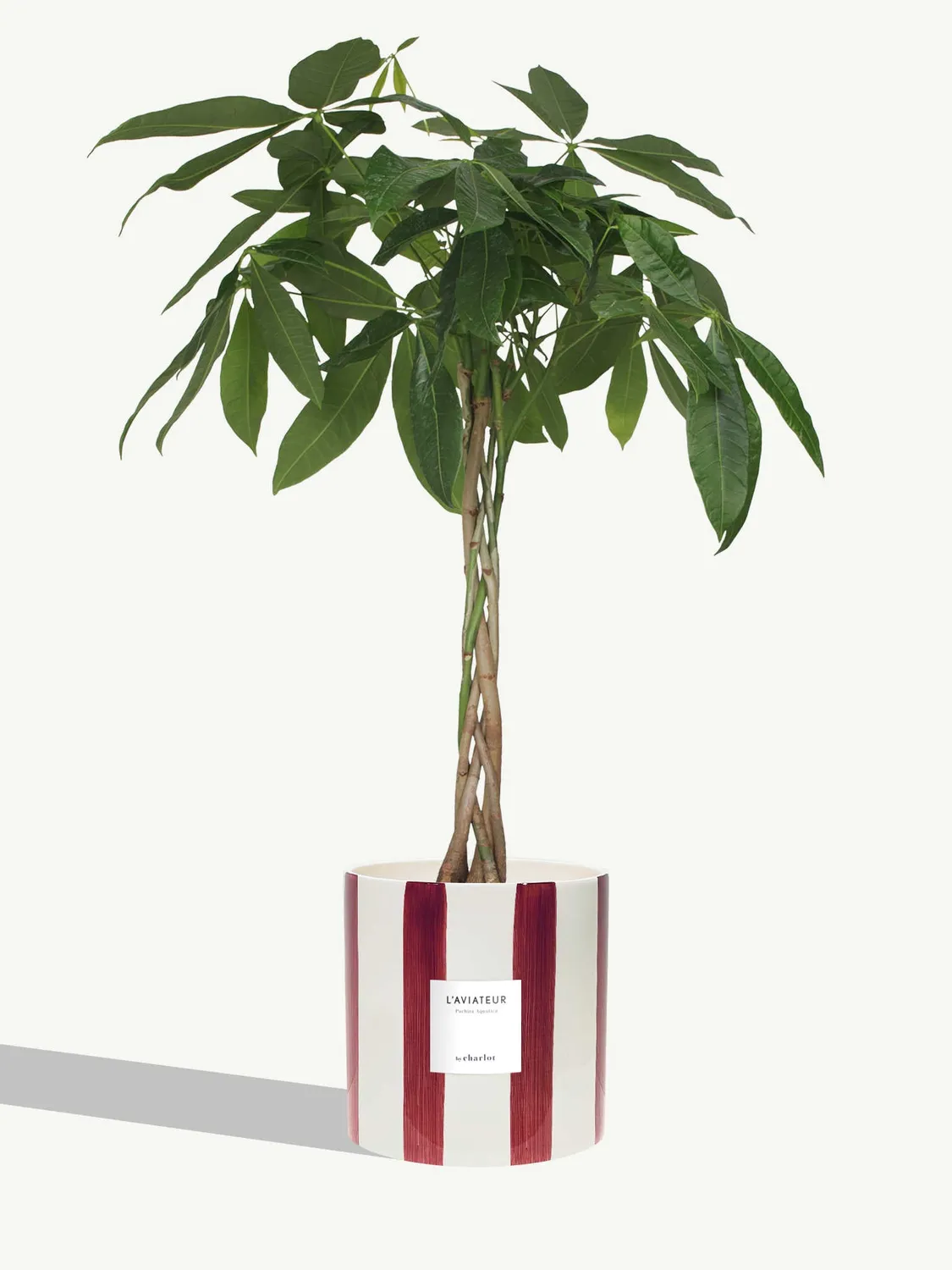 By Charlot L'Aviateur grande plante verte L+ 100 cm