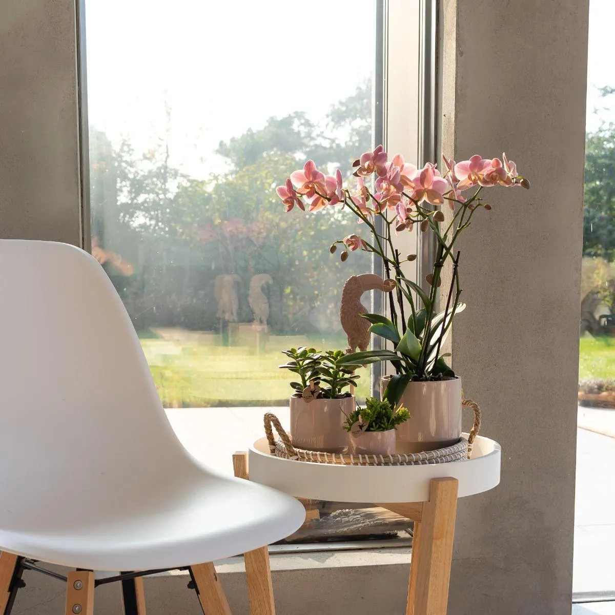 Plant and Stories Phalaenopsis Jewel Treviso orchidée vieux rose pot 9 cm