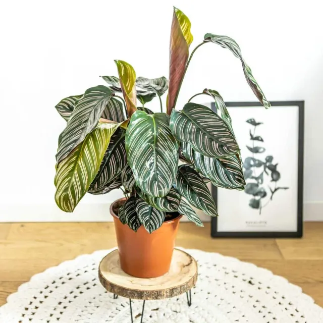 Réconciliation Végétale Sarah calathea ornata plante dépolluante D19 H75
