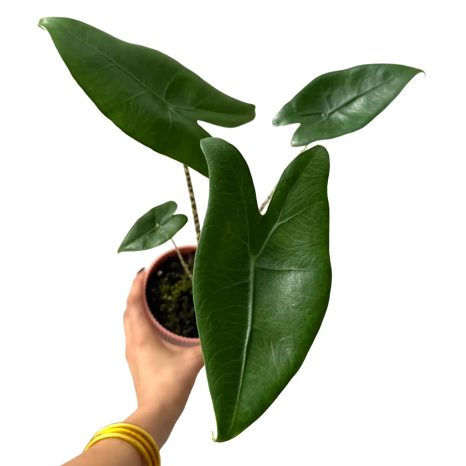 Plant and Stories Zebrina Alocasia plante pot 7 cm tiges zébrées