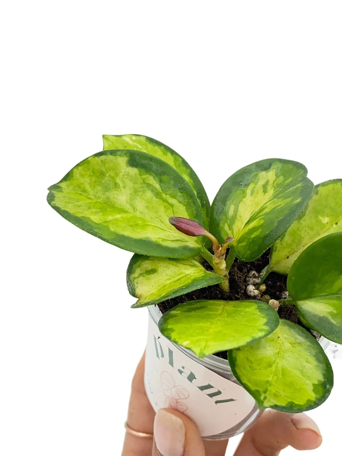 Plant and Stories Lisa hoya plante pot 6 cm panaché