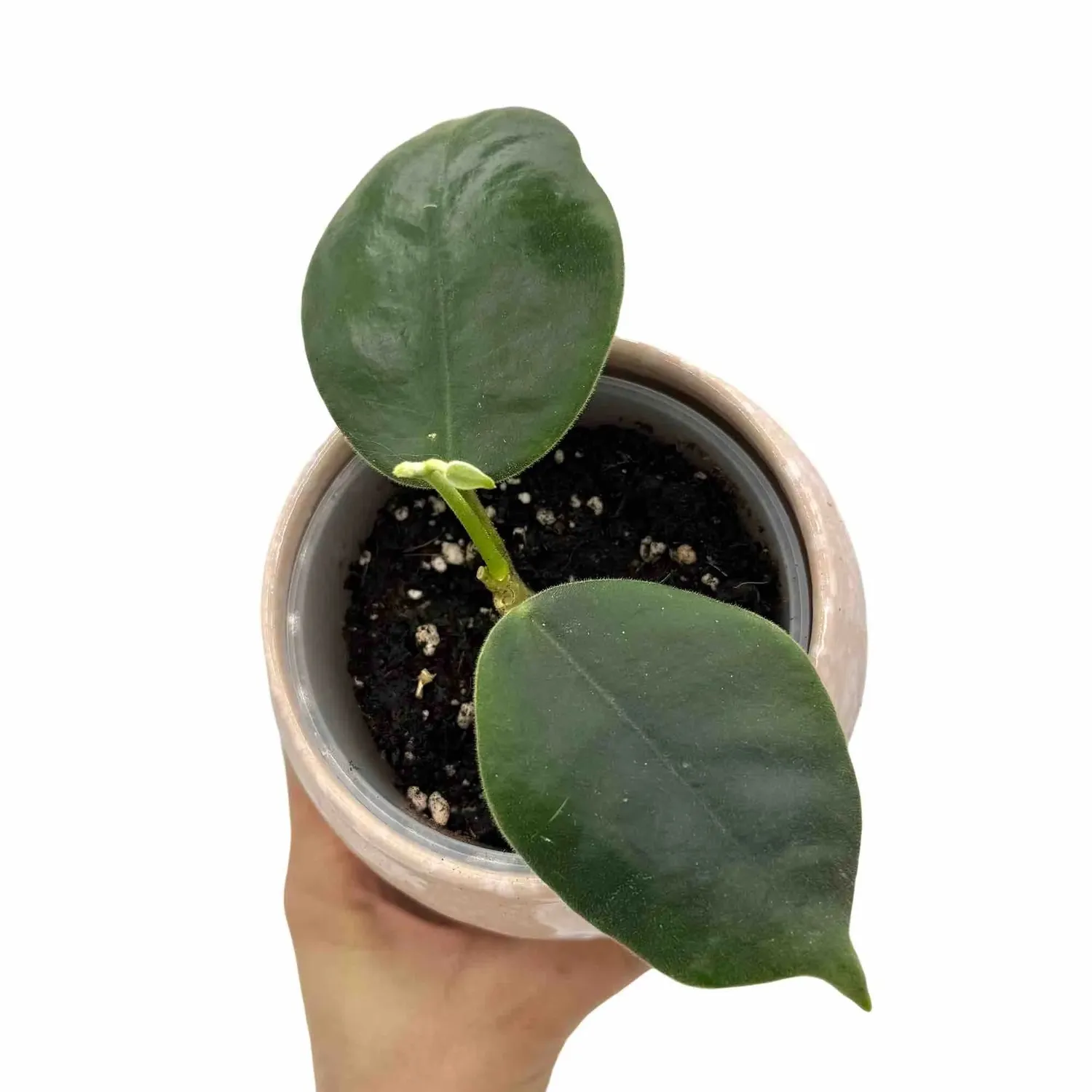 Plant and Stories Hoya Gigas plante pot 9cm grandes feuilles