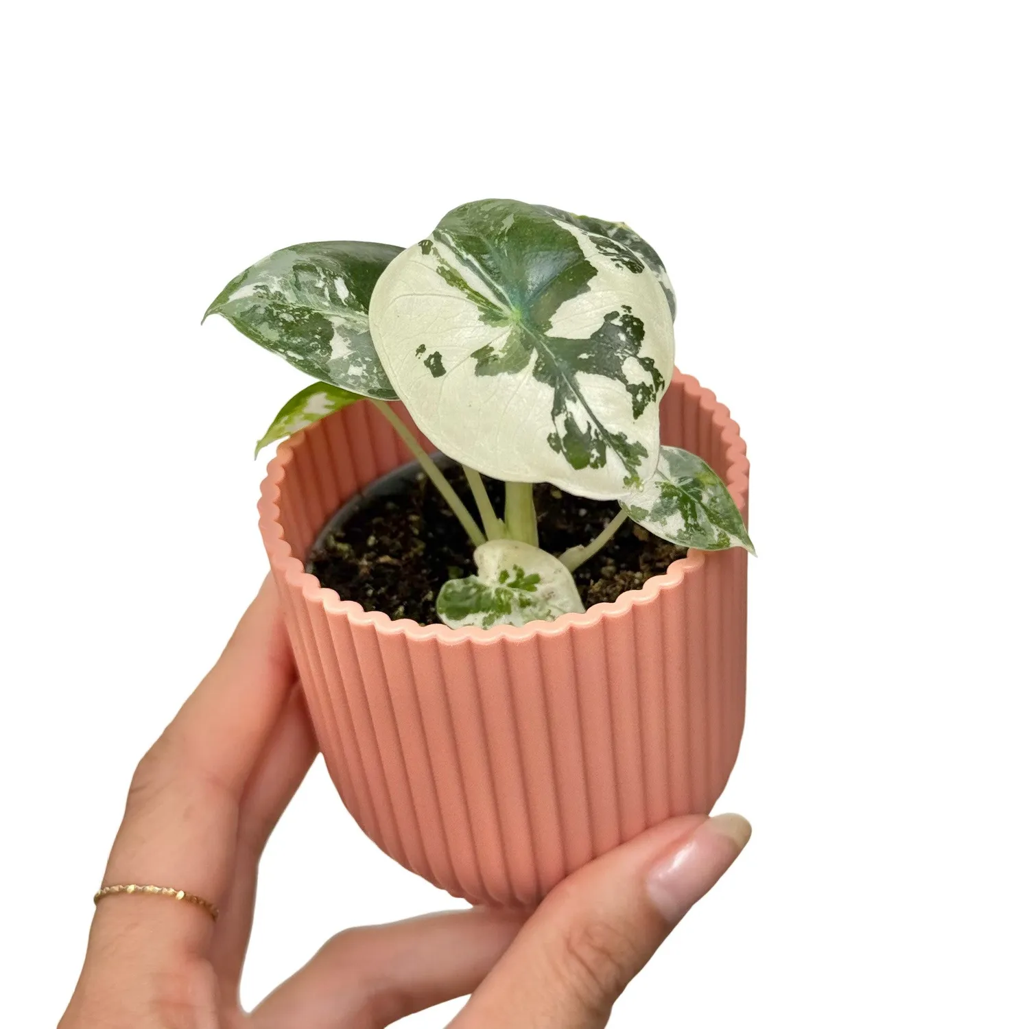Plant and Stories Alocasia Frydek Variegata plante pot 6 cm panachée