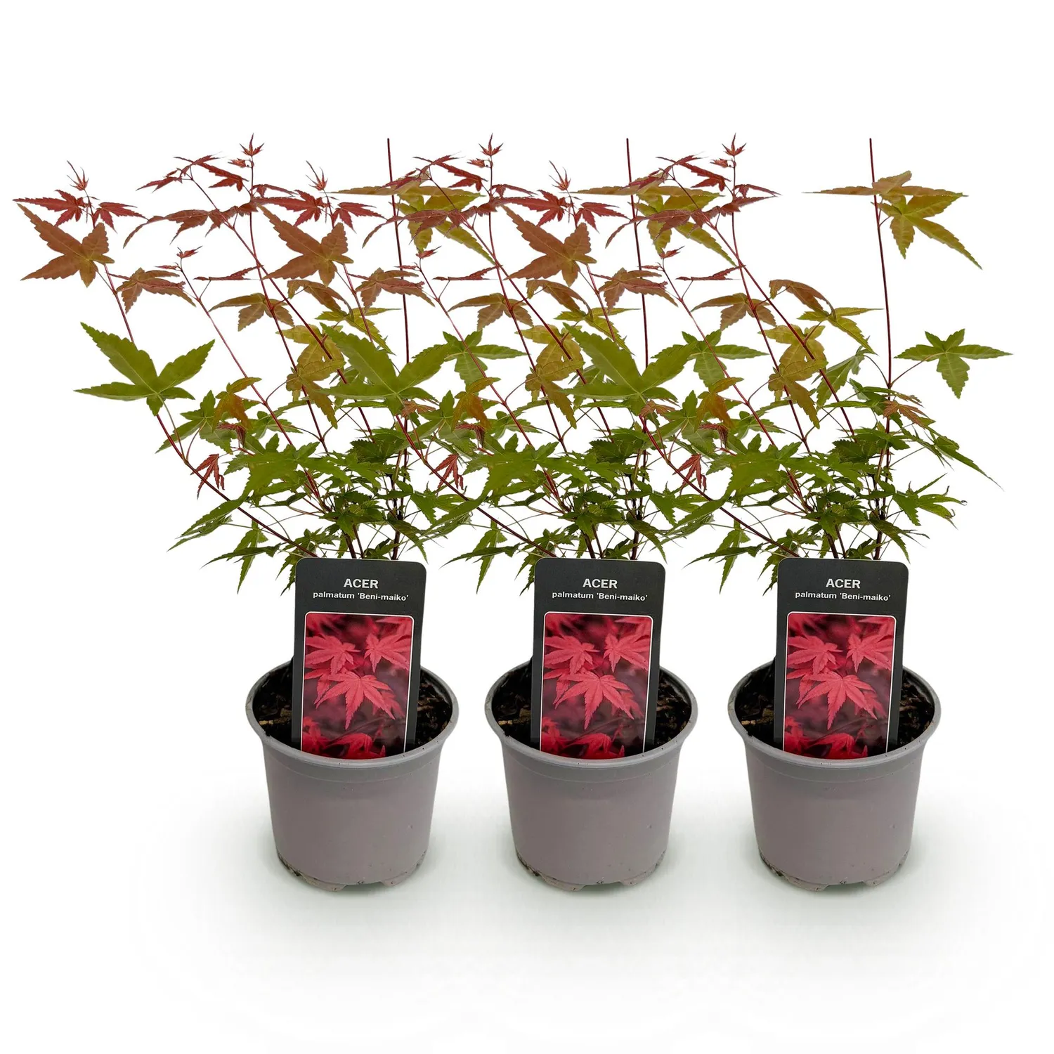 Plant and Stories Beni Maiko érable Japon pot 12cm rouge 35cm