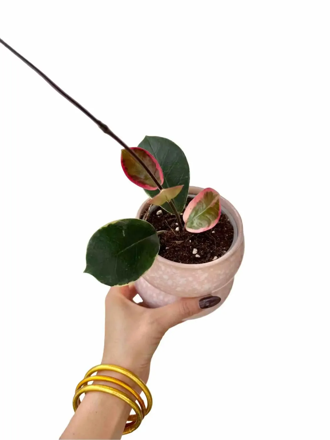 Plant and Stories Hoya Australis Blondie plante pot 6cm panaché