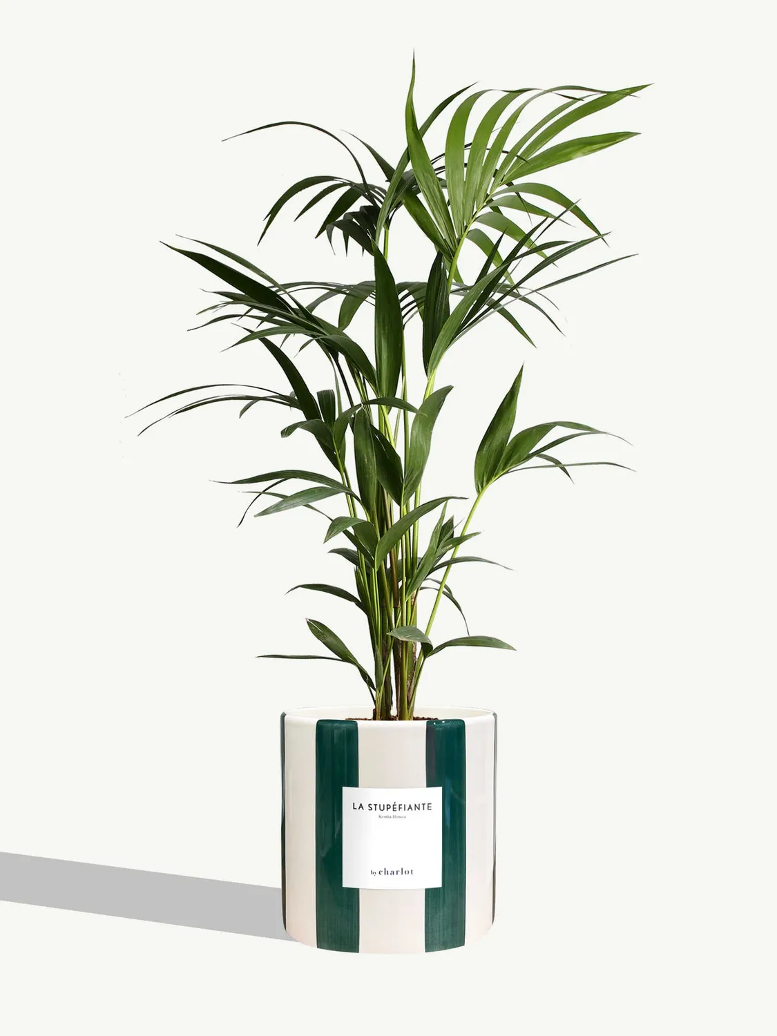 By Charlot La Stupéfiante palmier Kentia grande plante