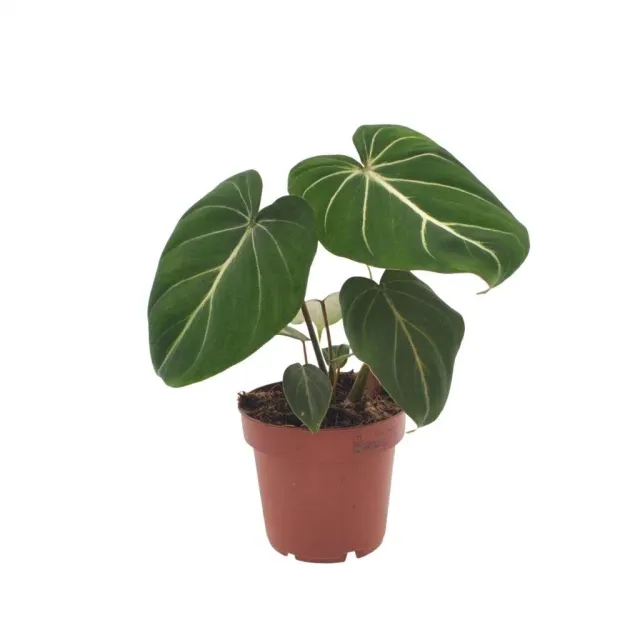Plant and Stories Philodendron Gloriosum plante pot 12 cm