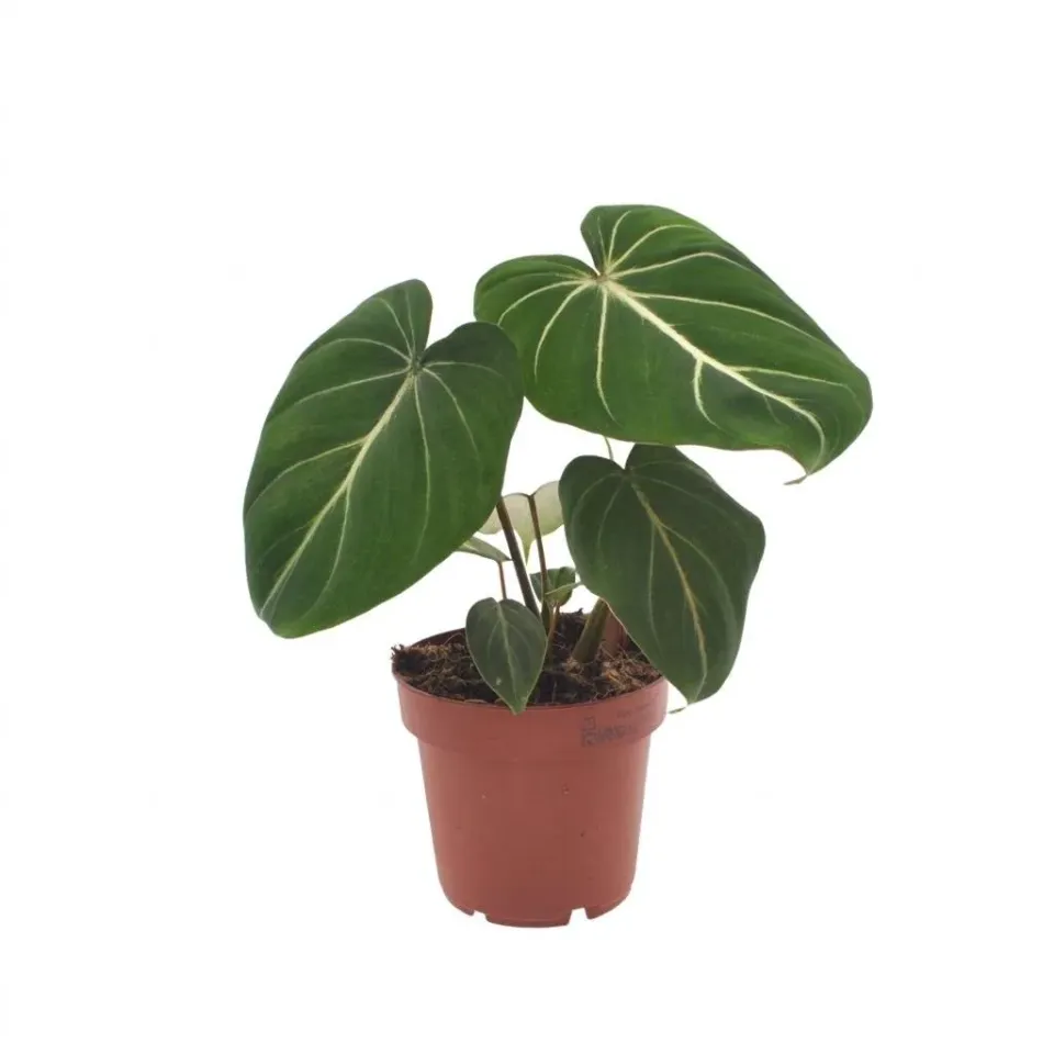 Plant and Stories Philodendron Gloriosum plante pot 12 cm