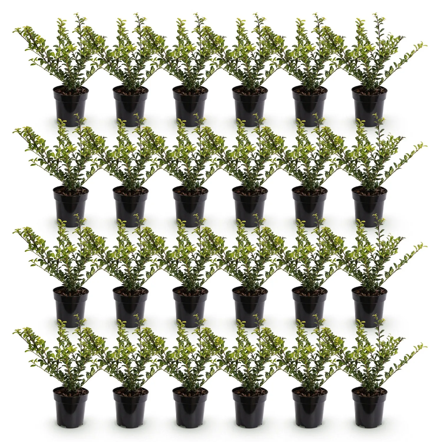 Plant and Stories Ilex crenata houx haie 24 plants 20-30 cm