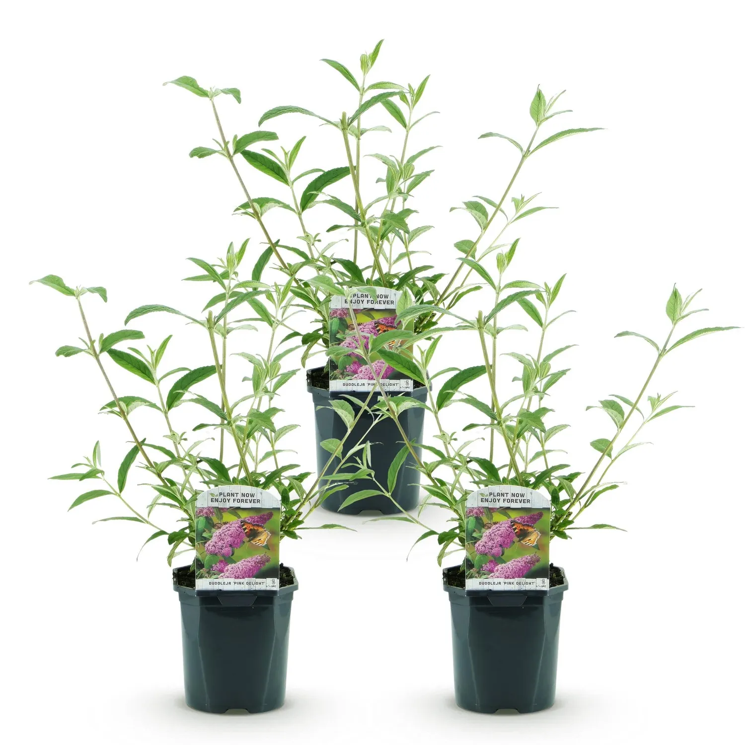 Plant and Stories Pink Delight buddleia arbuste 1 plant pot 17 cm