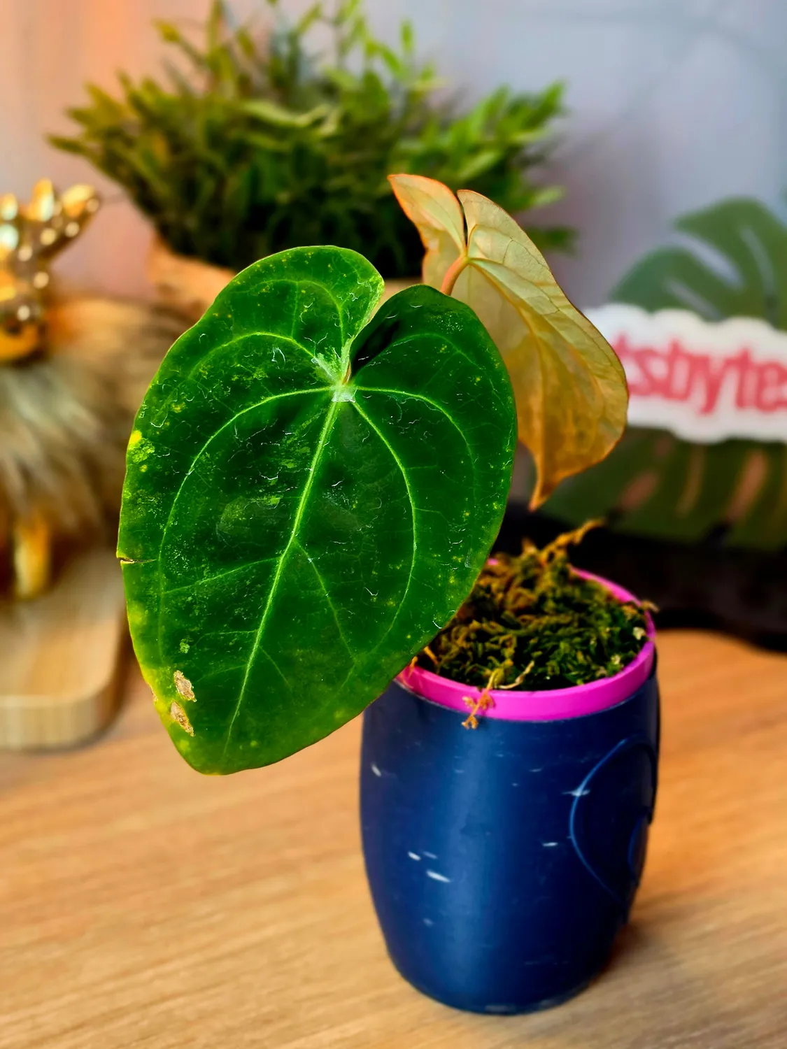 plant.ess Anthurium Ace of Spades Papillilaminum Dressleri RVDP plante 2 feuilles panachée