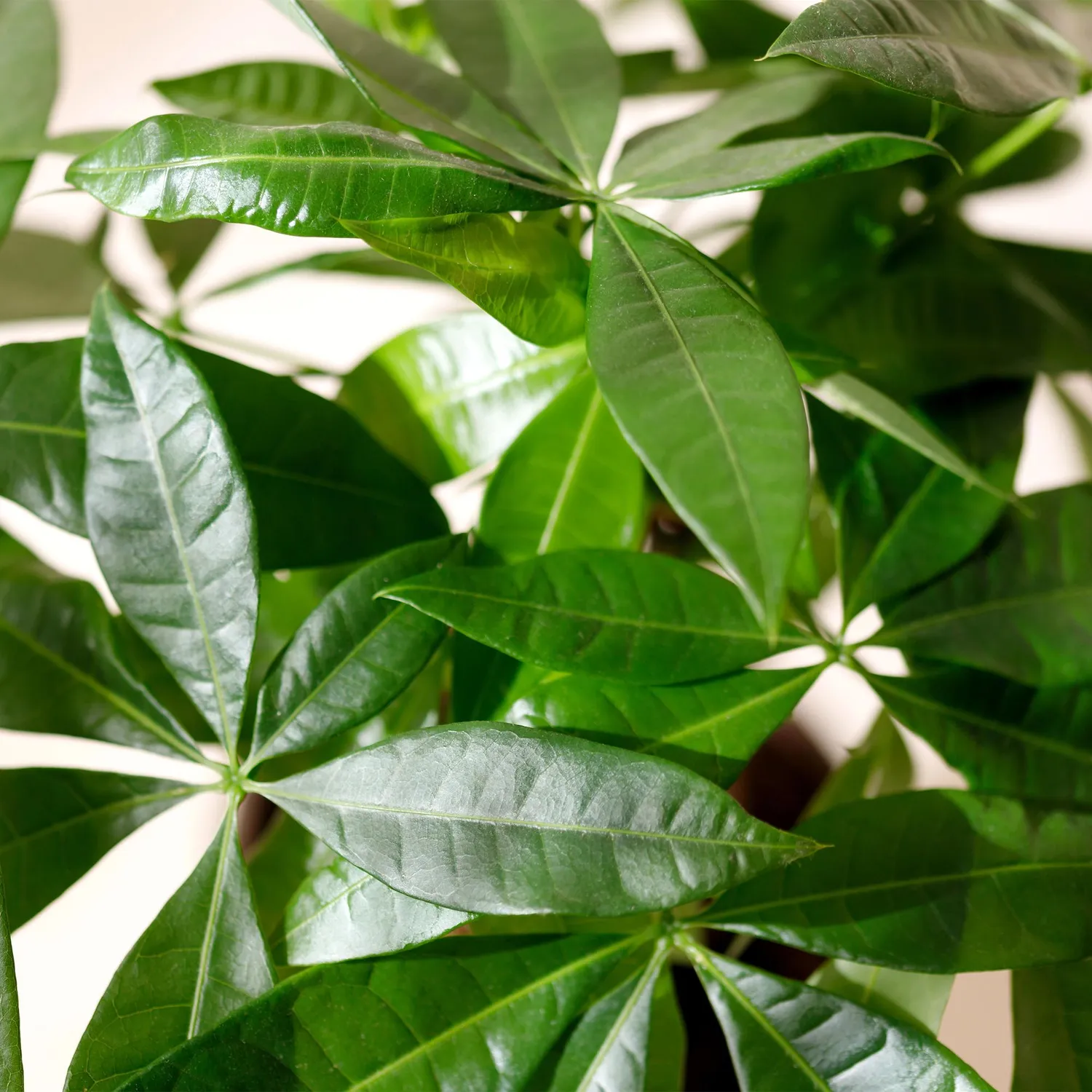 PLANT AND STORIES Pachira Aquatica arbre à argent 80 cm panier