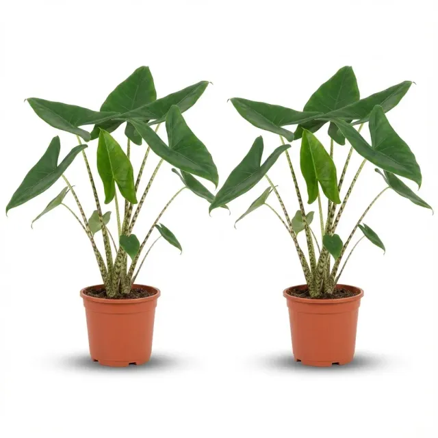 Plant and Stories Zebrina alocasia pot 21 cm lot de 2