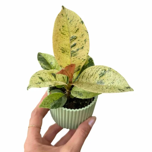Plant and Stories Ficus Shivereana Moonshine plante d’intérieur pot 6 cm marbré