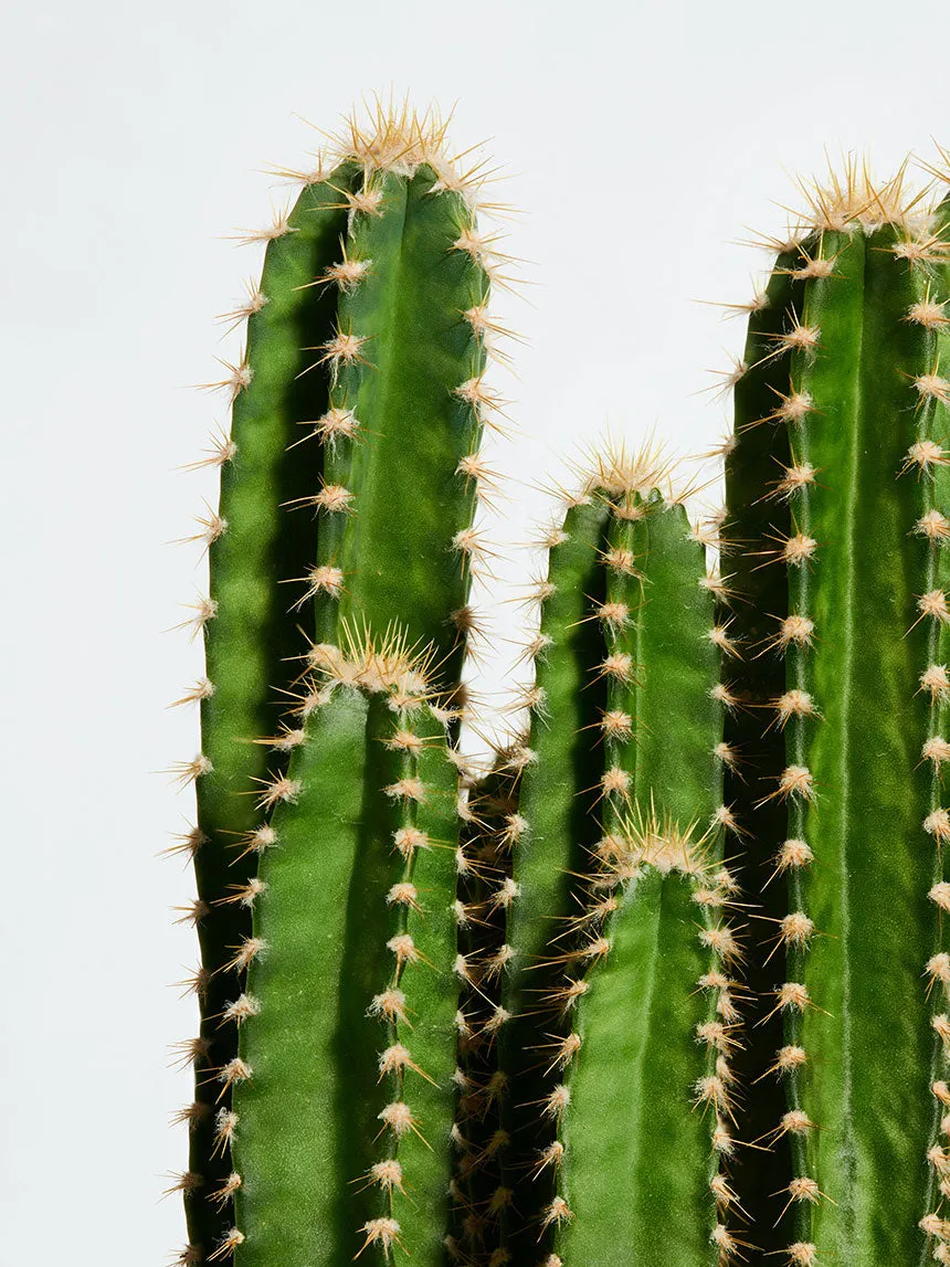 By Charlot Le Capitaine cactus Cereus Florida XS