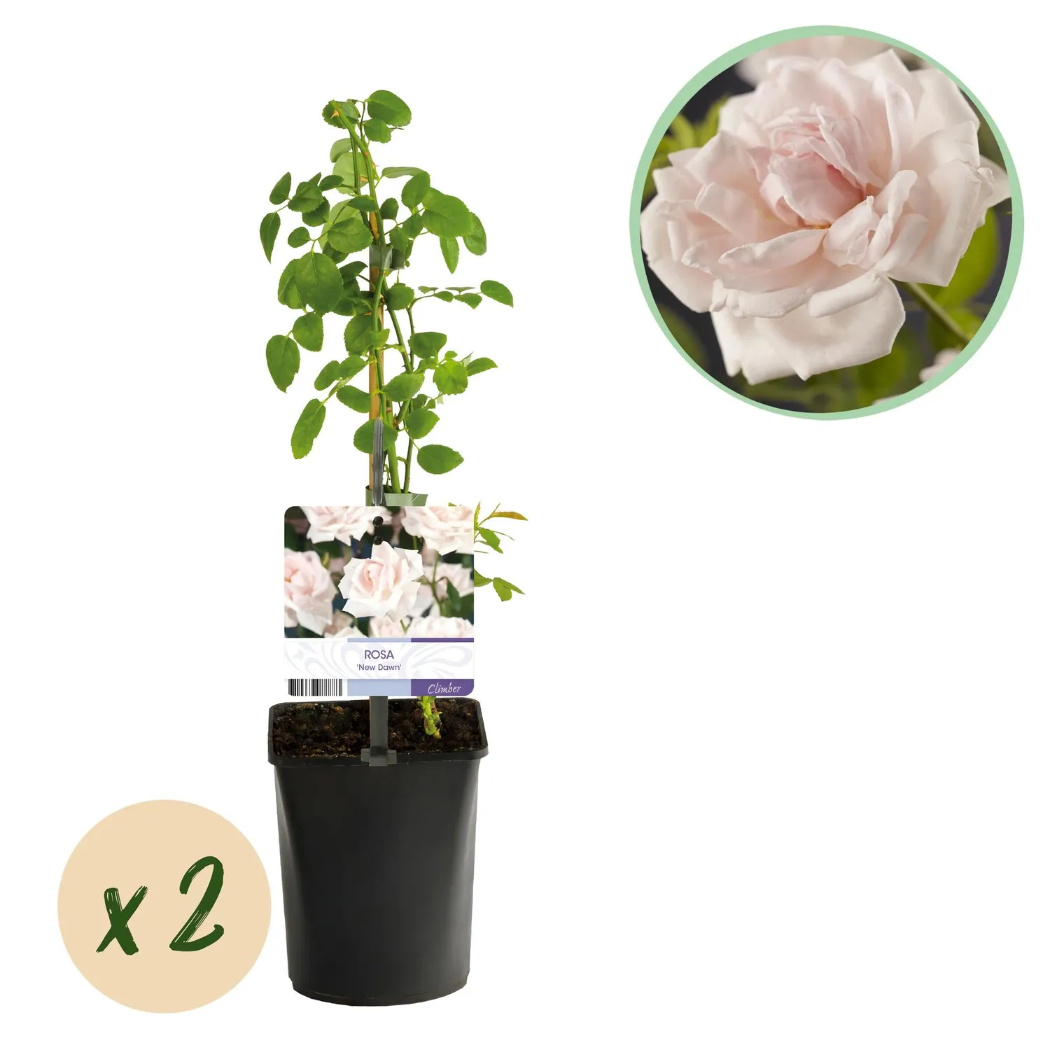 Plant and Stories New Dawn rosier grimpant lot de 2 parfumé