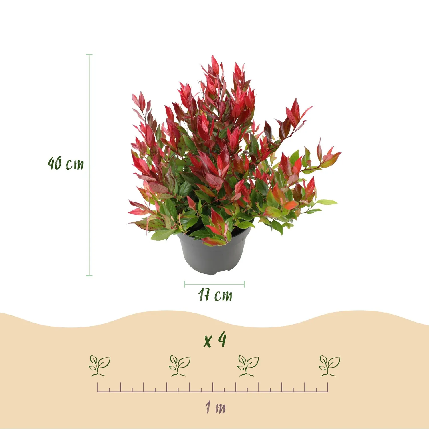 Plant and Stories Little Flame leucothoé arbuste pot 17 cm 40 cm