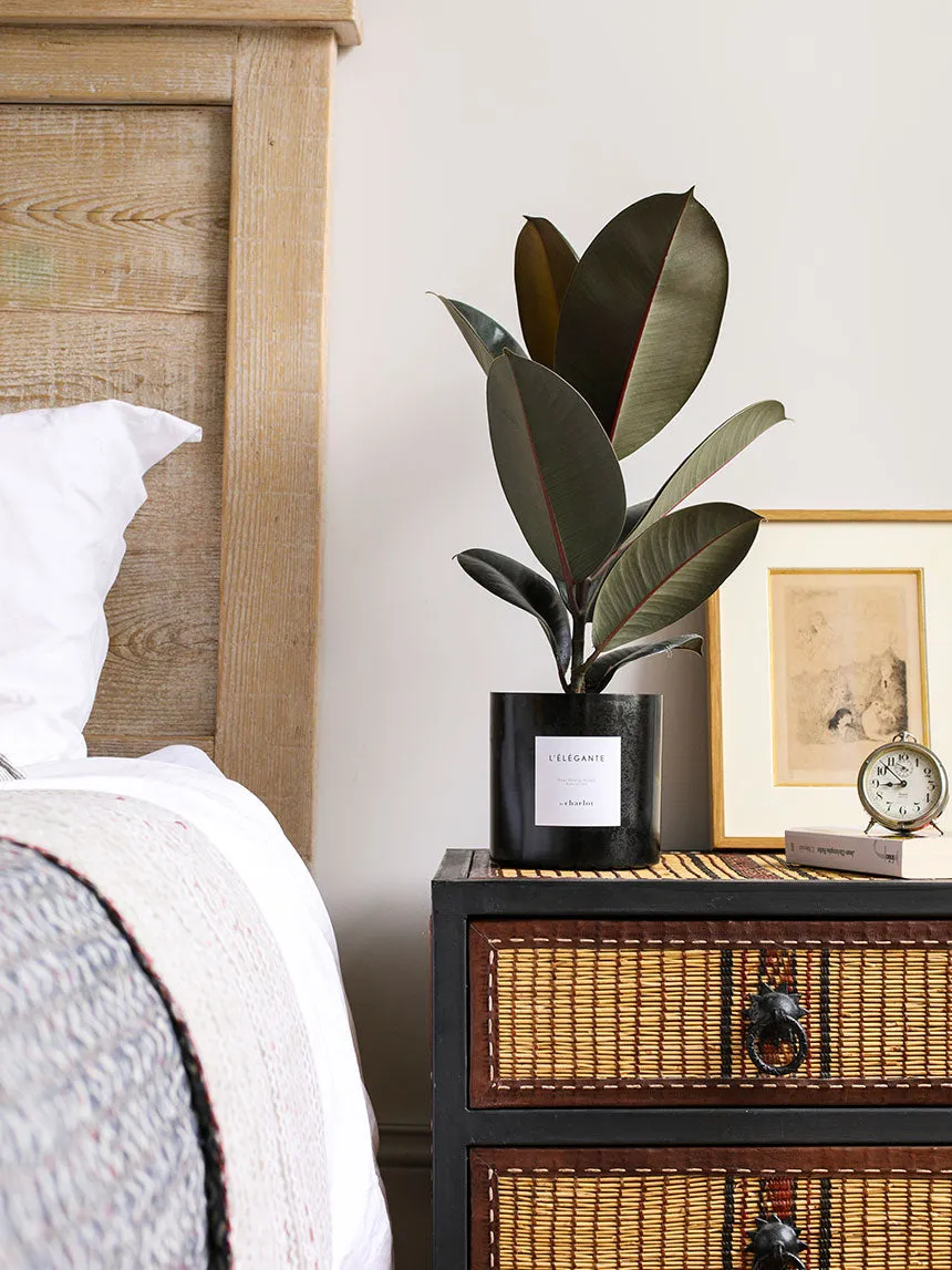 By Charlot L'Élégante plante Ficus Elastica 38 cm recharge