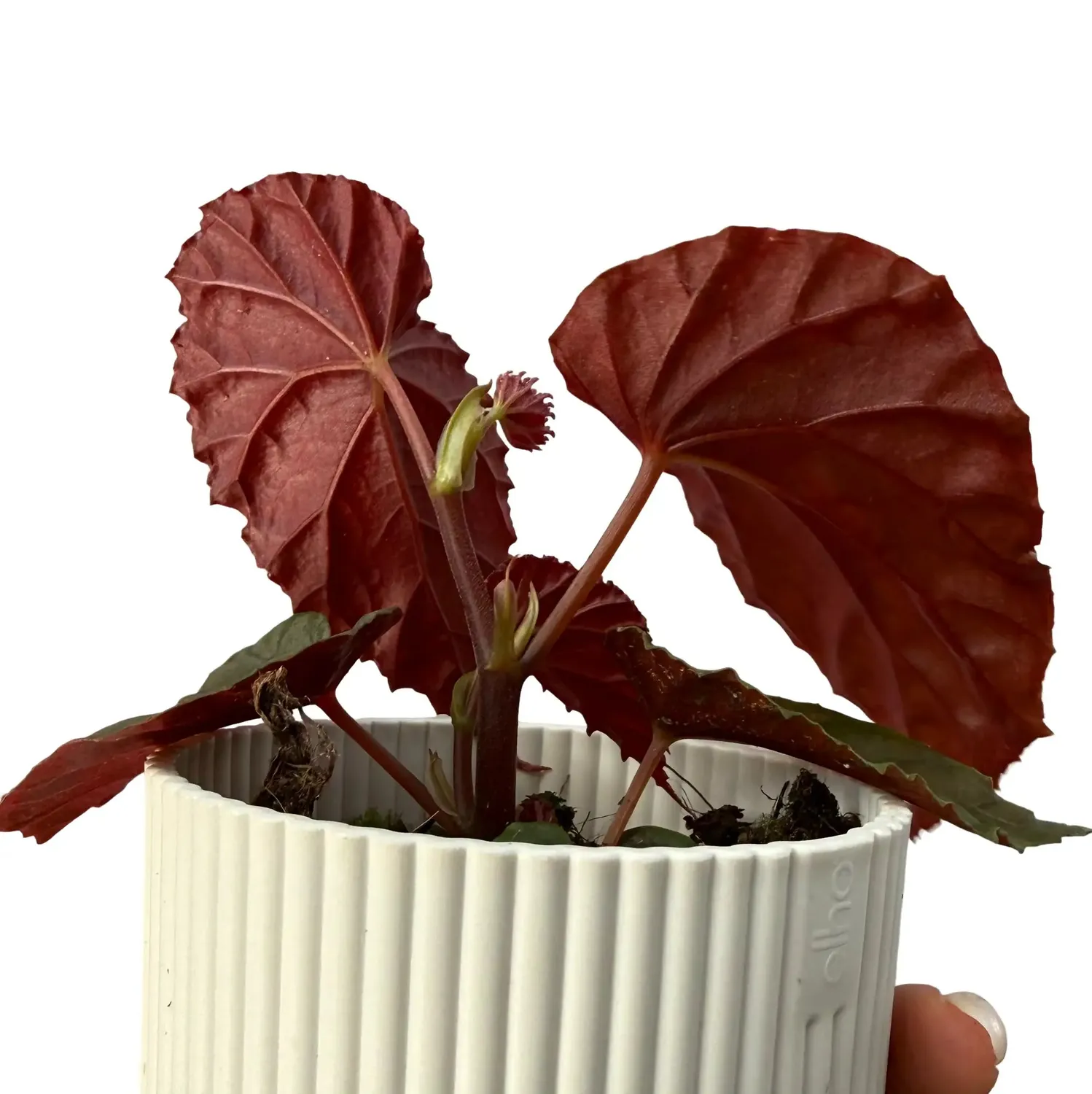 Plant and Stories Begonia Black Blood plante pot 8 cm noir