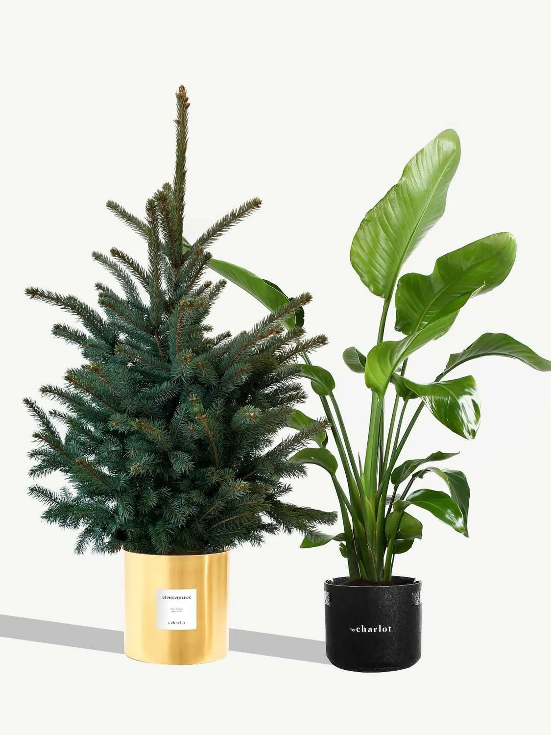 By Charlot Le Merveilleux sapin 120 cm pot 24 cm coffret