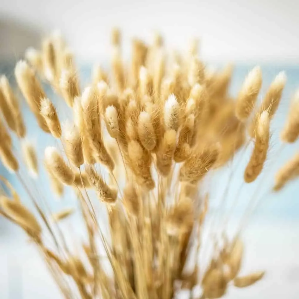Réconciliation Végétale lagurus ovatus botte fleurs séchées naturel 90g