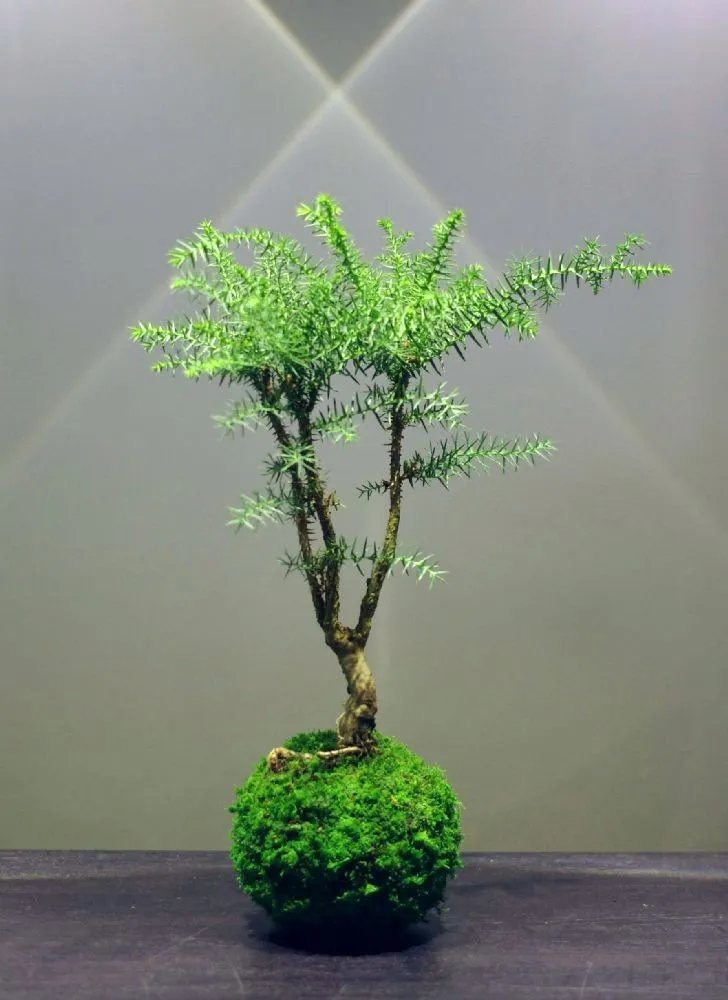 AQUAPHYTE Araucanie kokedama Ni conifère vert-gris