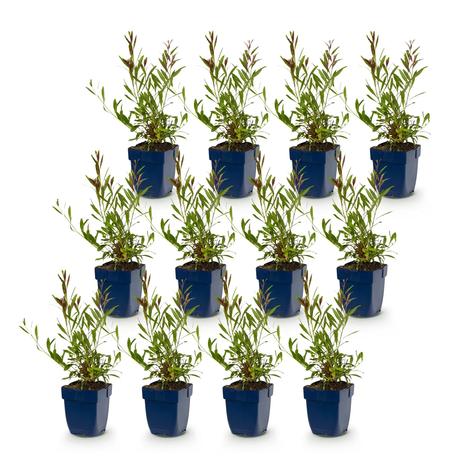 Plant and Stories Gaura Florgauros vivace lot 6 plants 11 cm