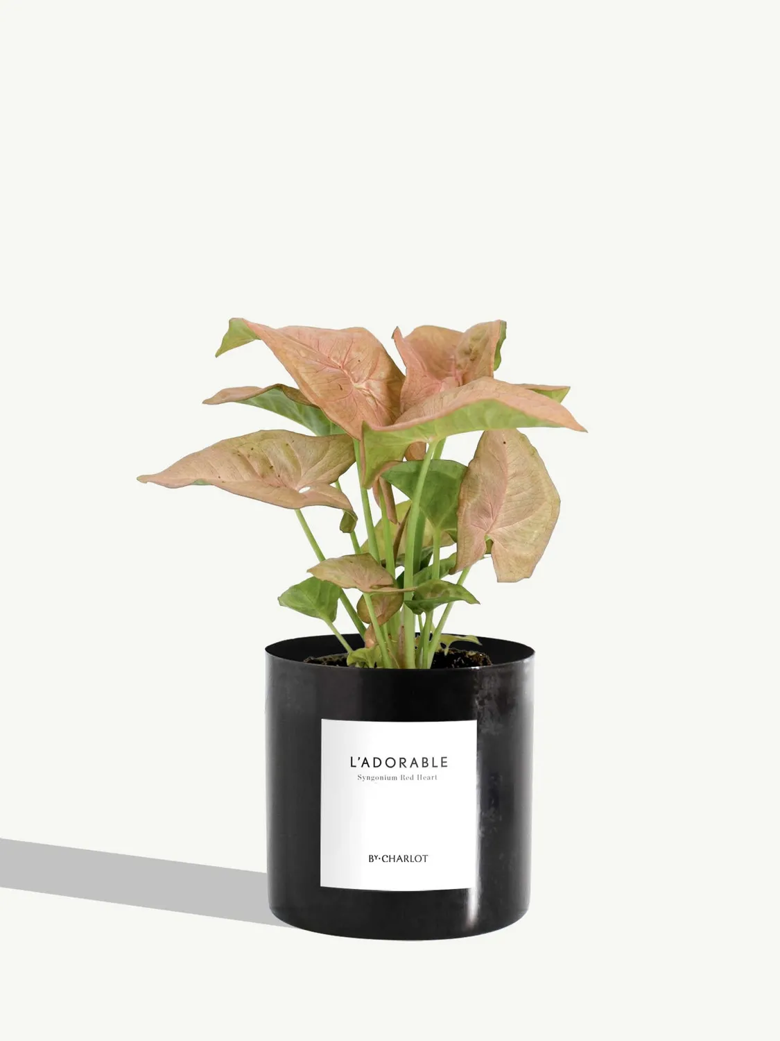 By Charlot L'Adorable syngonium plante pot 10 cm lumineuse