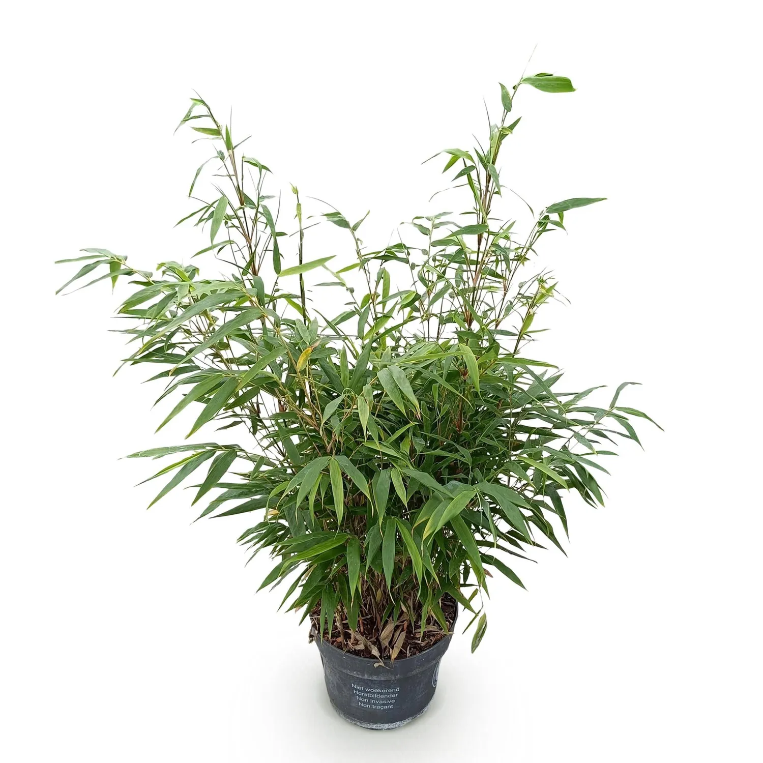 Plant and Stories Fargesia Pingwu bambou 1 plant non traçant