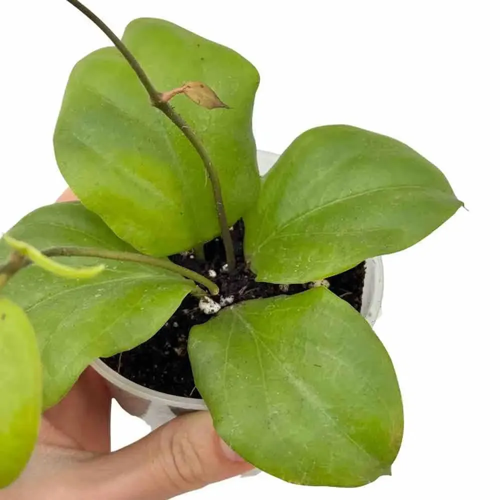 Plant and Stories Hoya Lambii liane veloutée grimpante