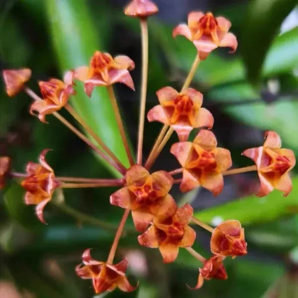 Plant and Stories Hoya Loheri plante rare pot 6 cm