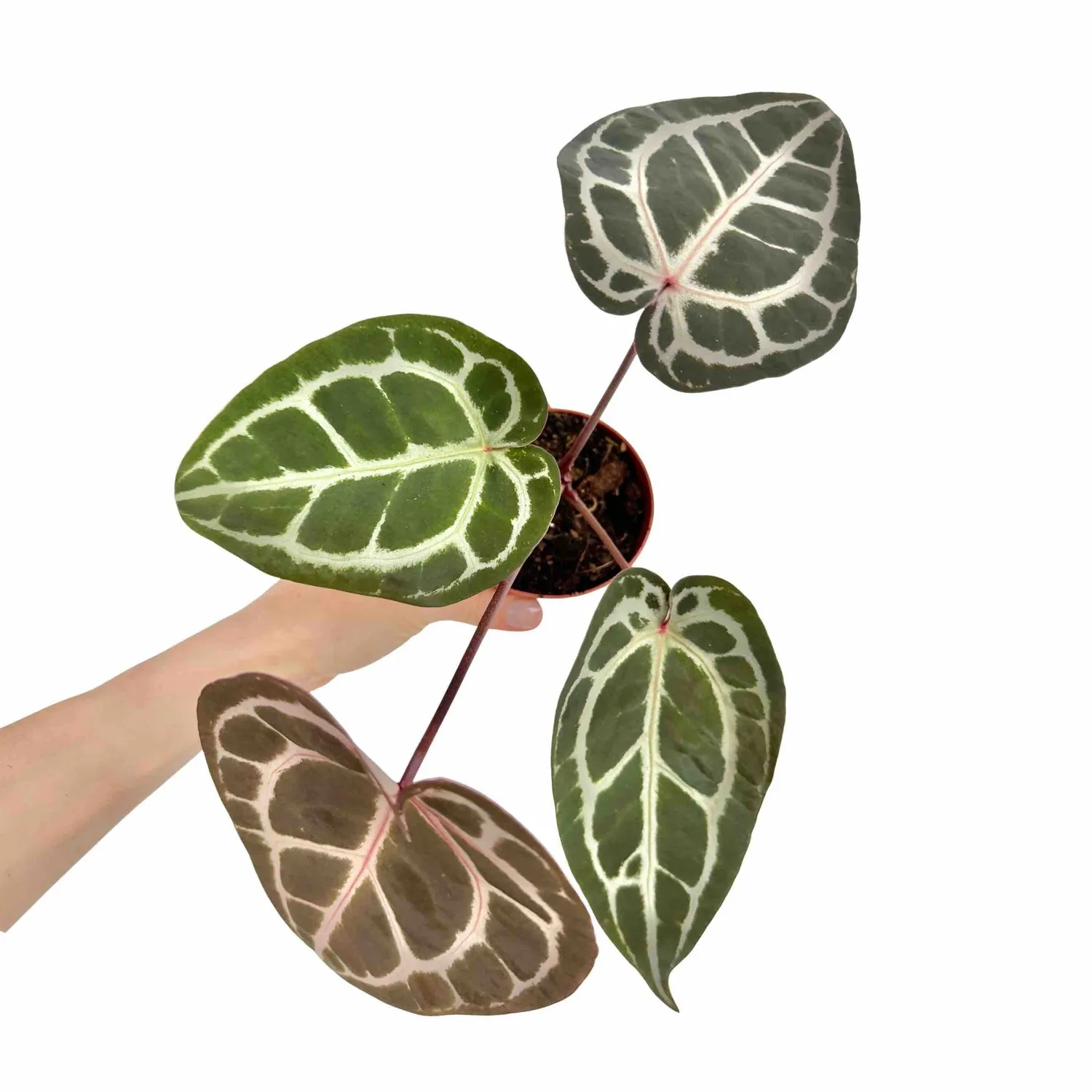 Plant and Stories Anthurium Docblock Michelle plante pot 9 cm